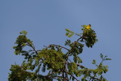 A male American Goldfinch is up at the top of a tree