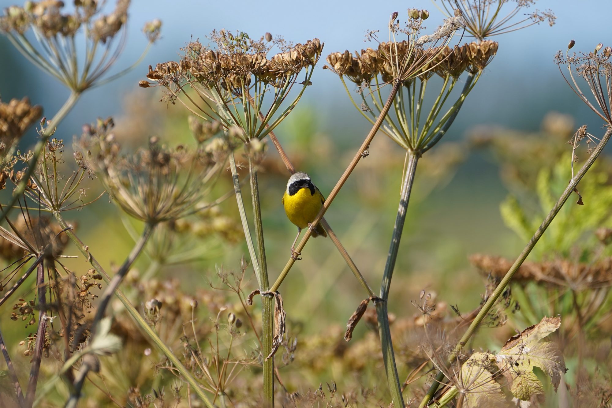 A male Common Yellowthroat sitting amongst thistles