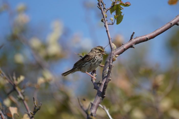 A Savannah Sparrow sitting on a branch, with its beak open