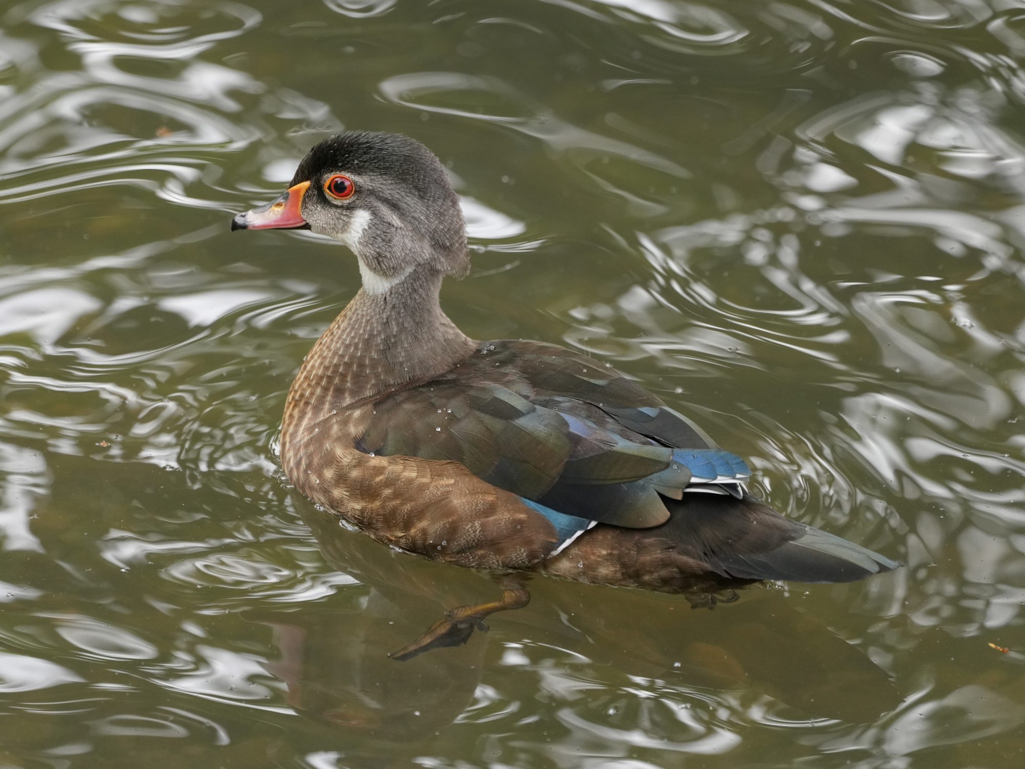 A male Wood Duck in eclipse colours is swimming on the water
