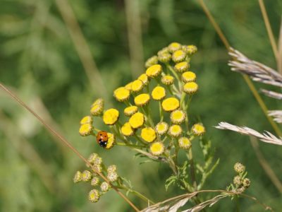 A ladybug on a bunch of small yellow flower clusters