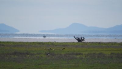 Looking out to the marsh and the bay, and the mountains behind them. The whole thing is hazy from the heat