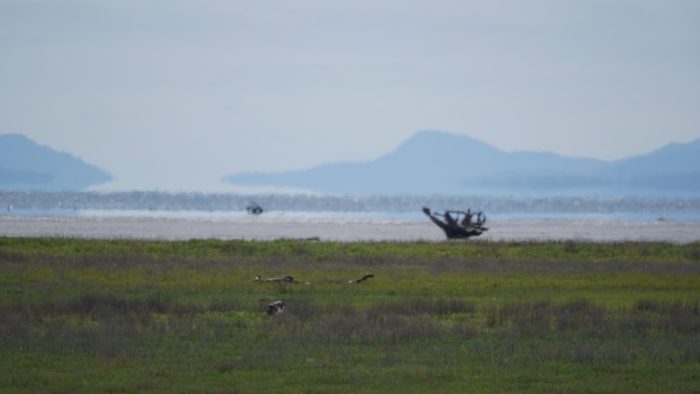 Looking out to the marsh and the bay, and the mountains behind them. The whole thing is hazy from the heat