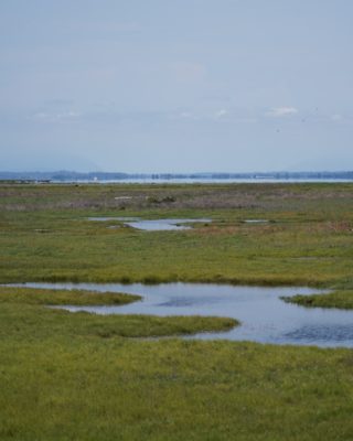 Looking out at the marshes, a series of irregular ponds surrounded by green