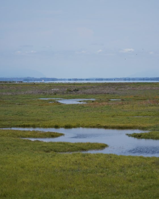 Looking out at the marshes, a series of irregular ponds surrounded by green