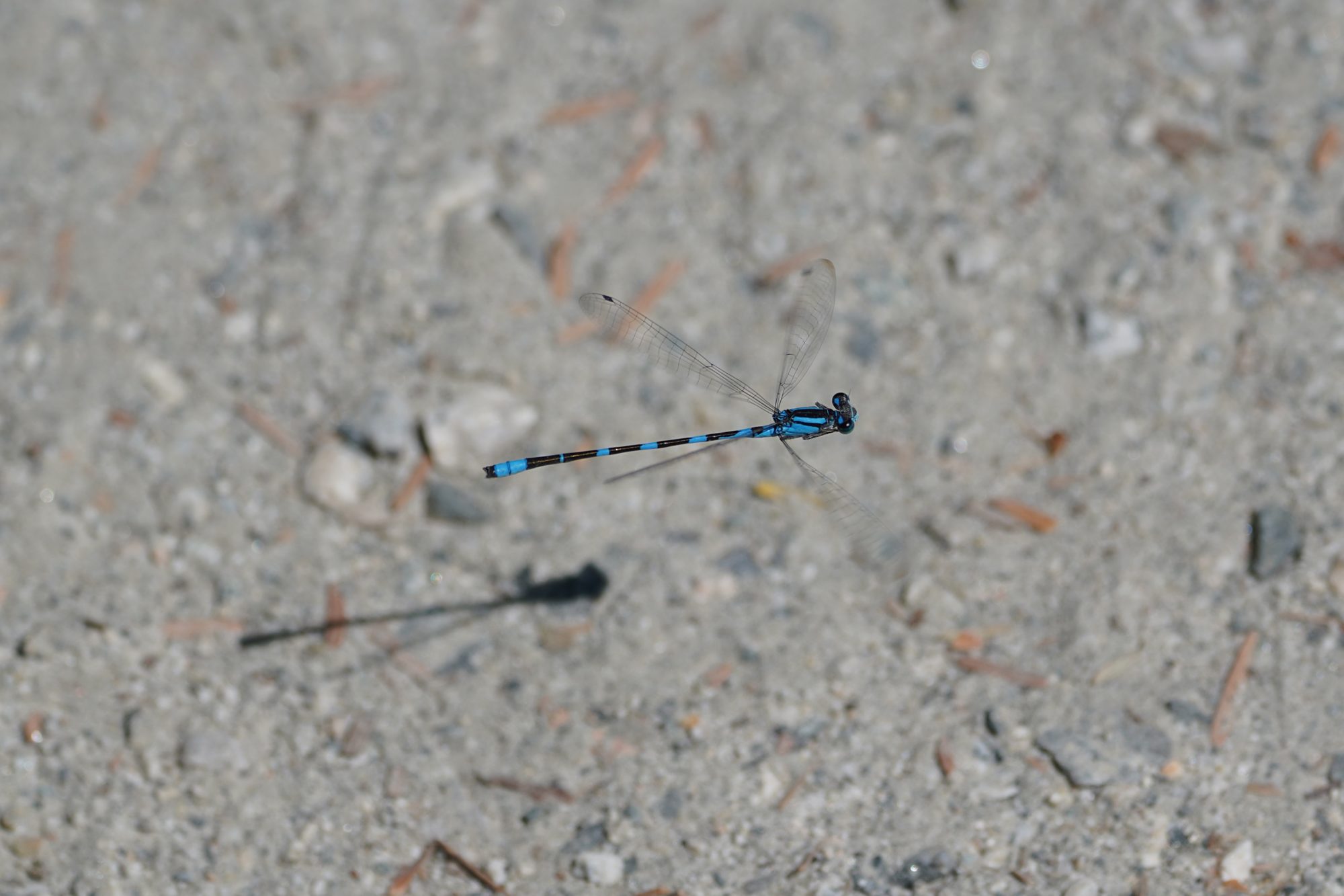 A slim blue and black damselfly hovering just above the gravelly trail