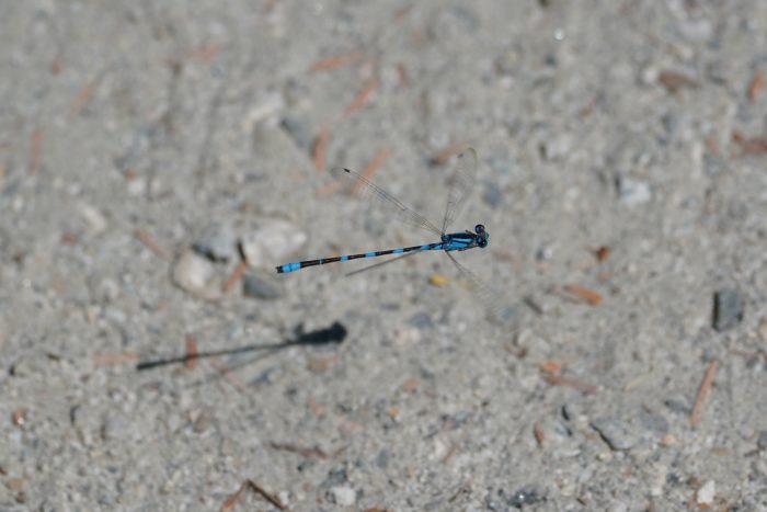 A slim blue and black damselfly hovering just above the gravelly trail