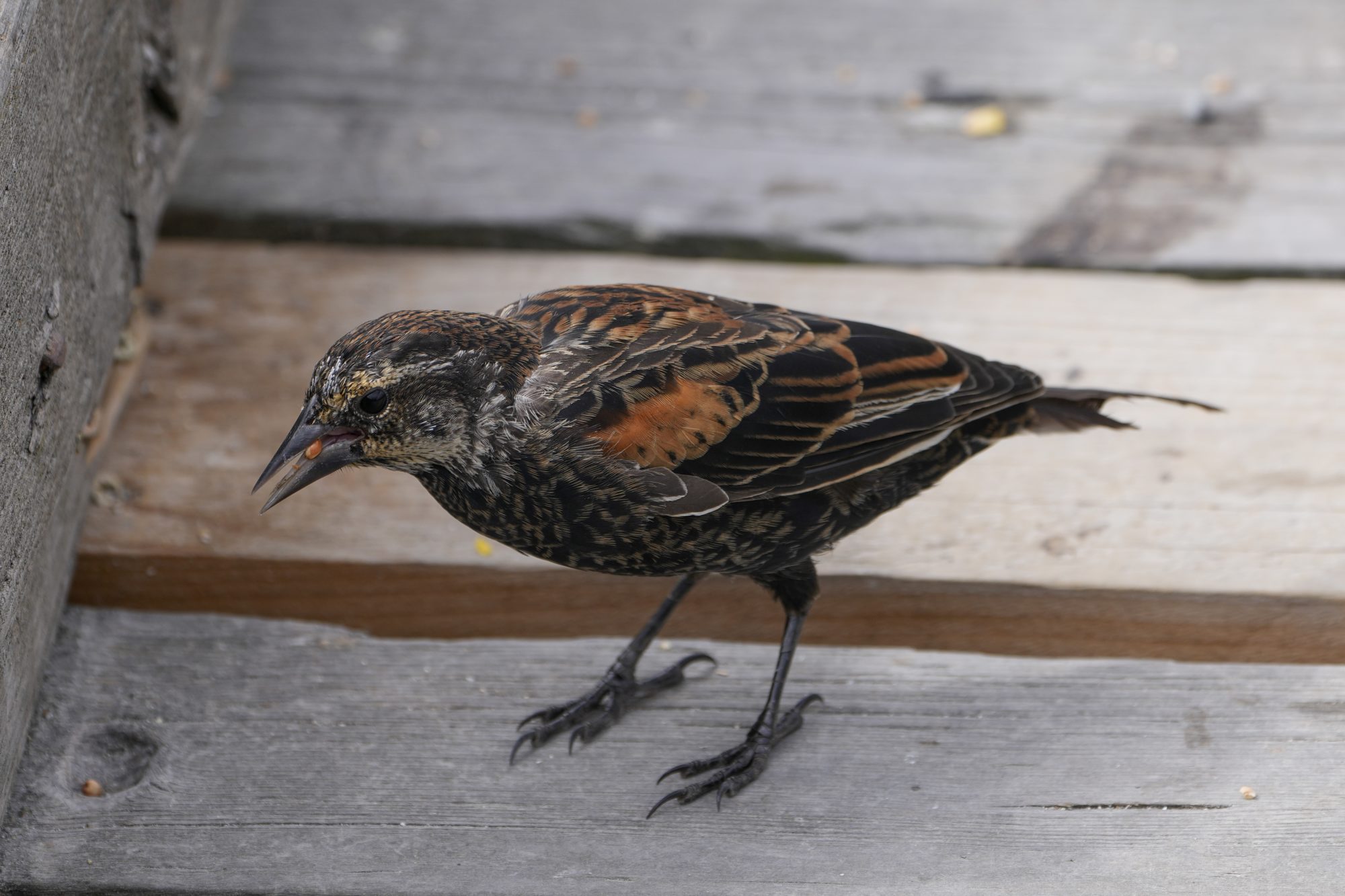 An immature male Red-winged Blackbird is on the wooden boardwalk, holding some kind of little red seed in its beak