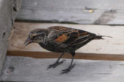 An immature male Red-winged Blackbird is on the wooden boardwalk, holding some kind of little red seed in its beak