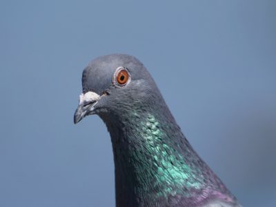 A closeup of a pigeon, showing off its orange eye and iridescent neck