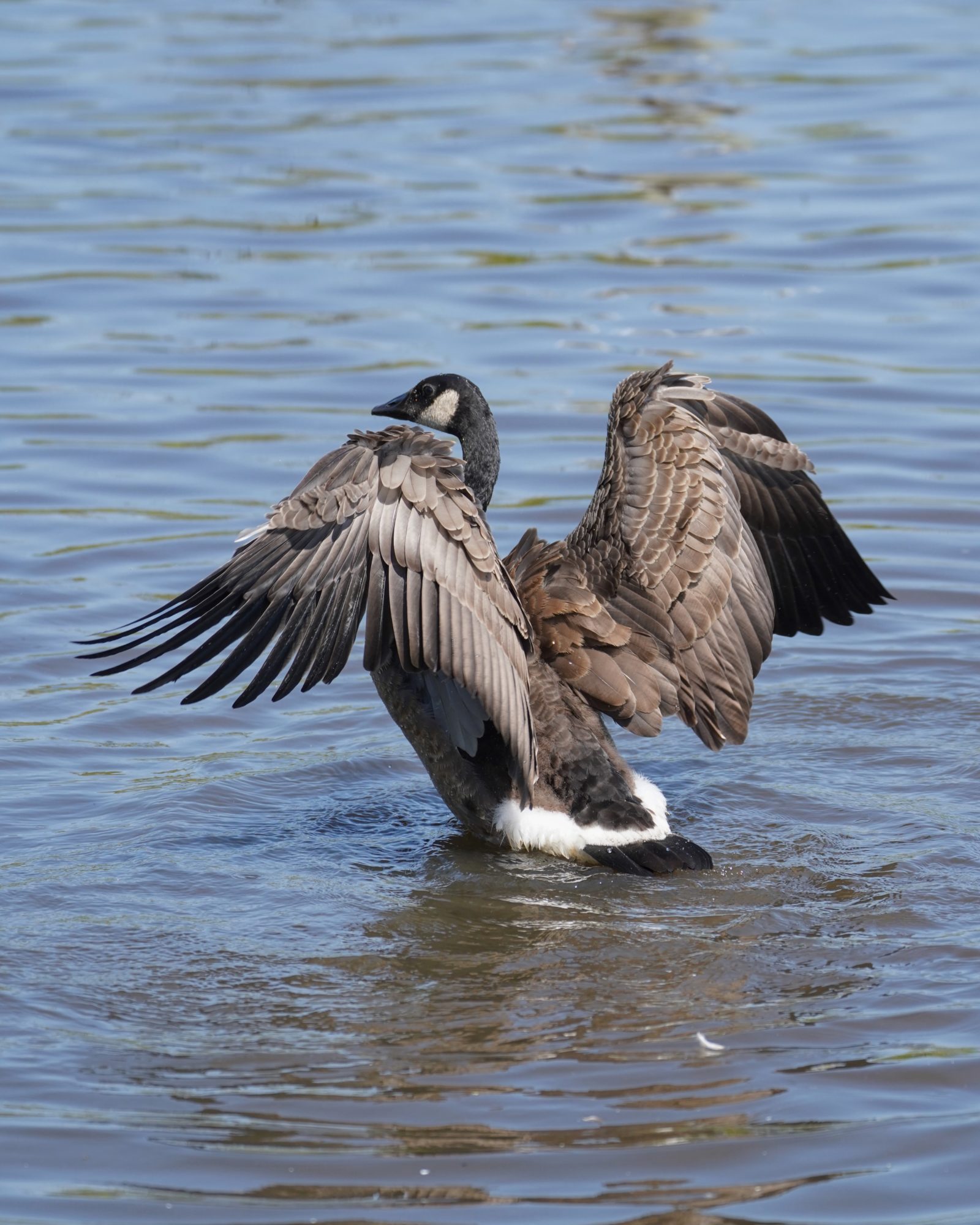 An adolescent Canada Goose is standing in water and flapping its wings, with its back to me