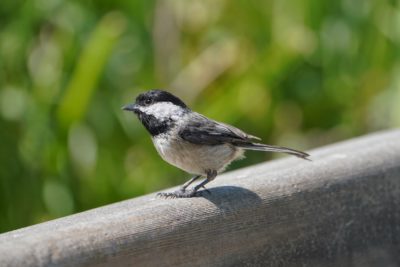 A Black-capped Chickadee is standing on a wooden railing