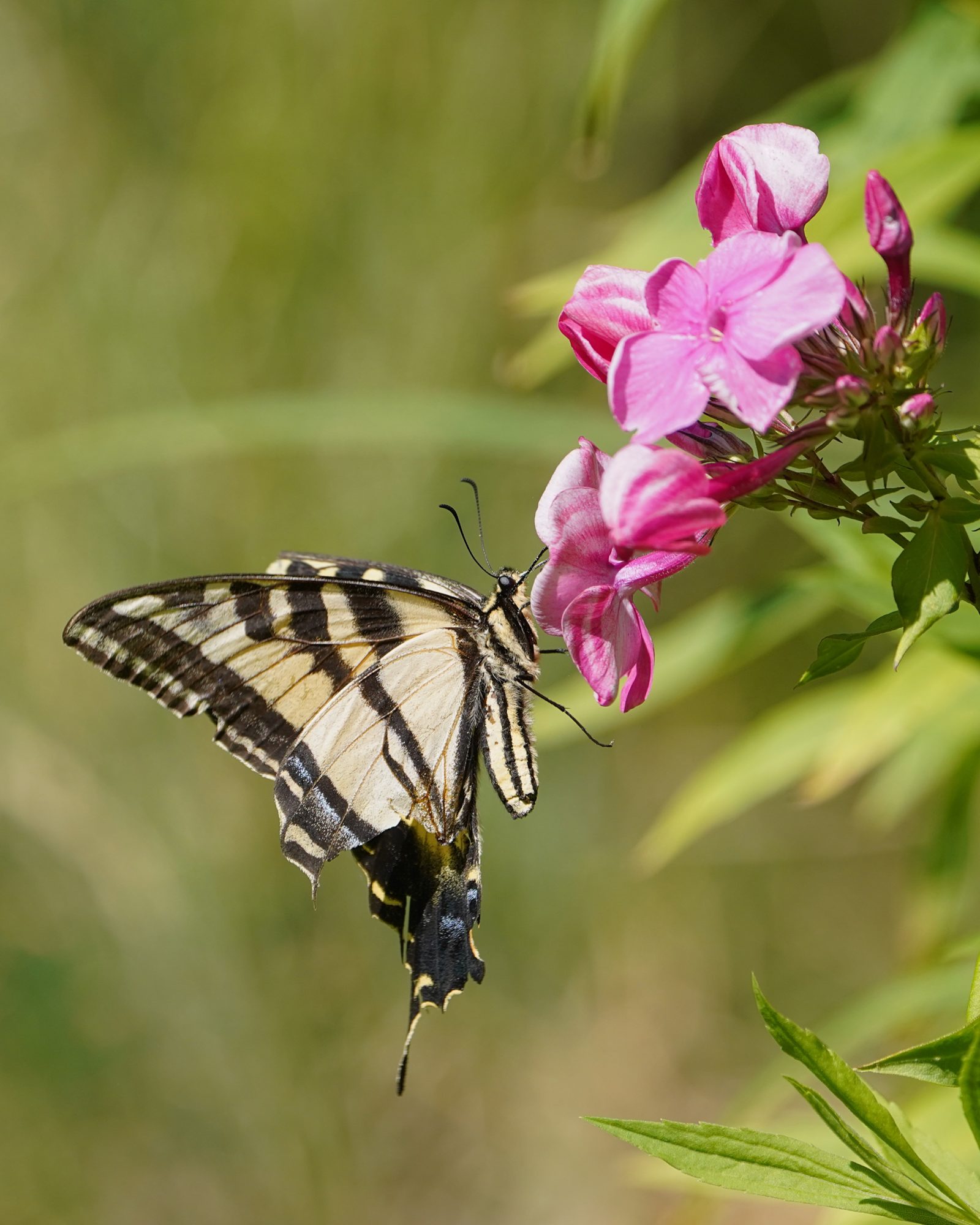 A Tiger Swallowtail butterfly is on some pink flowers. The back end of one wing has been torn off.