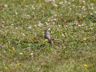 A White-crowned Sparrow is in the grass, with a few buttercups around