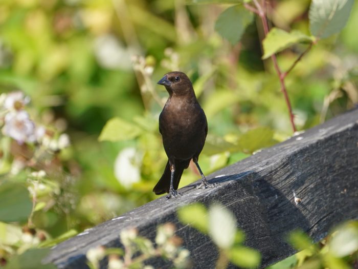 A male Brown-headed Cowbird is standing on a wooden fence, with greenery and white flowers in the background