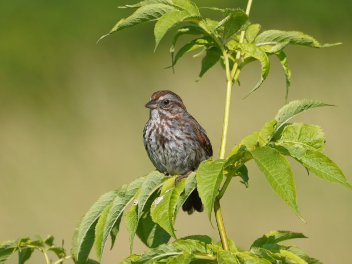 A Song Sparrow is quietly sitting on a green leafy branch