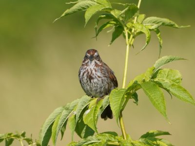 A Song Sparrow is quietly sitting on a green leafy branch and looking in my direction