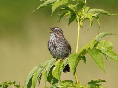 A Song Sparrow is sitting on a green leafy branch and singing