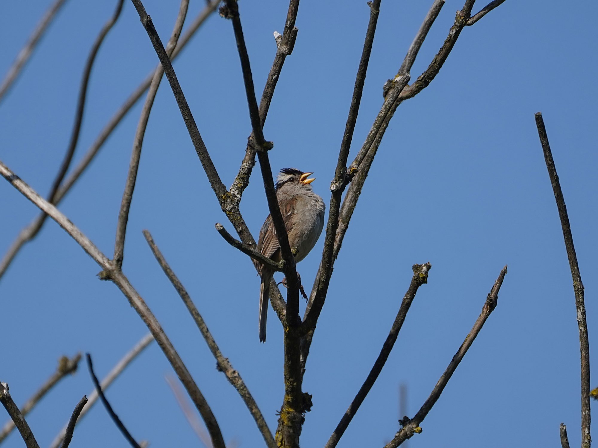 A White-crowned Sparrow is singing up in a tree