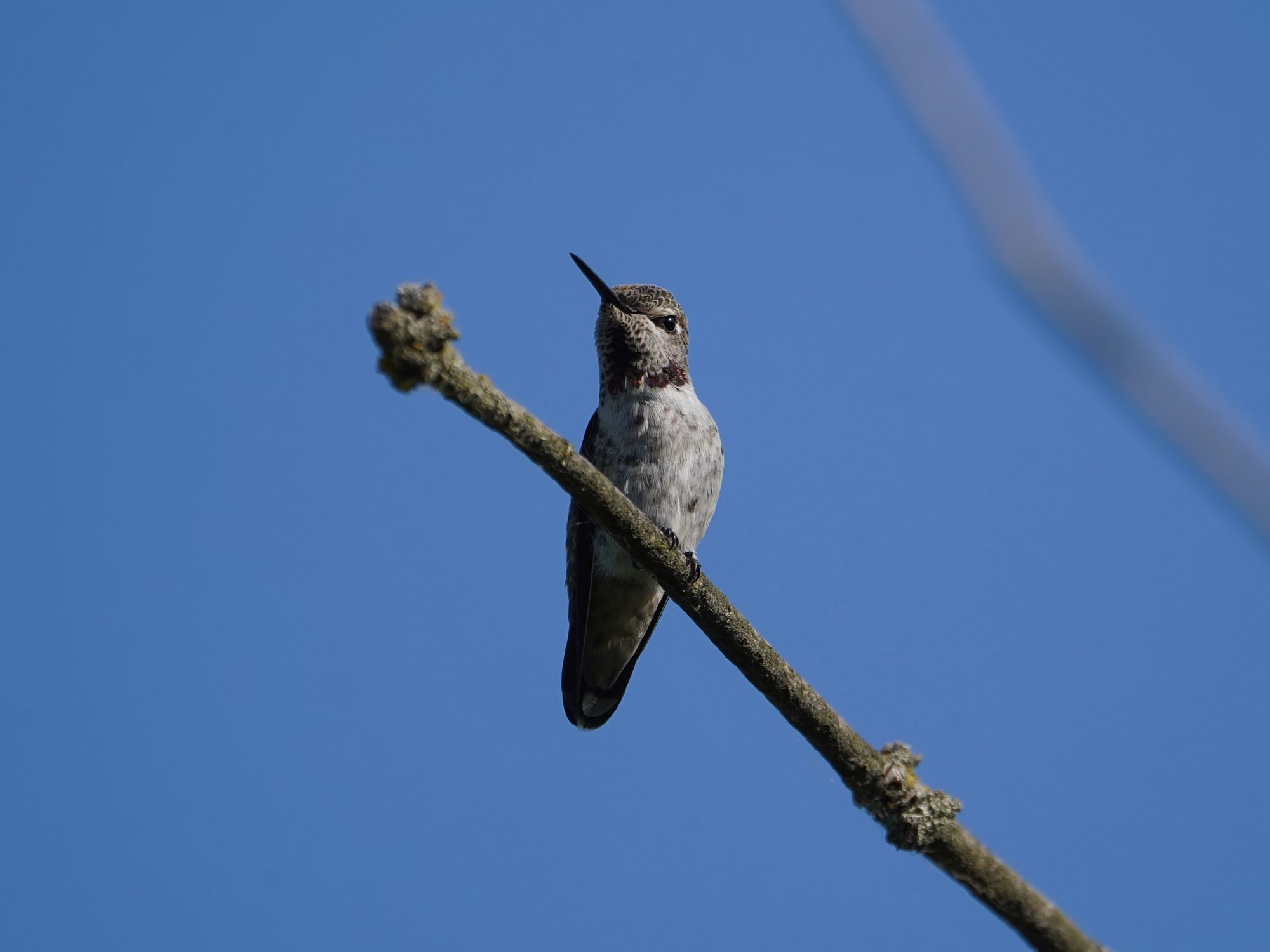 A female Anna's Hummingbird is sitting proudly on a branch