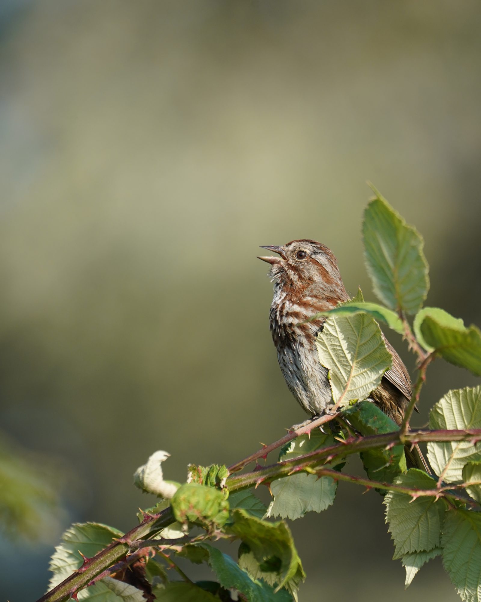 A Song Sparrow is singing, partly hidden by a couple leaves, and off-centre in the photo.