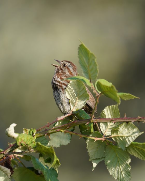 A Song Sparrow is singing, partly hidden by a couple leaves