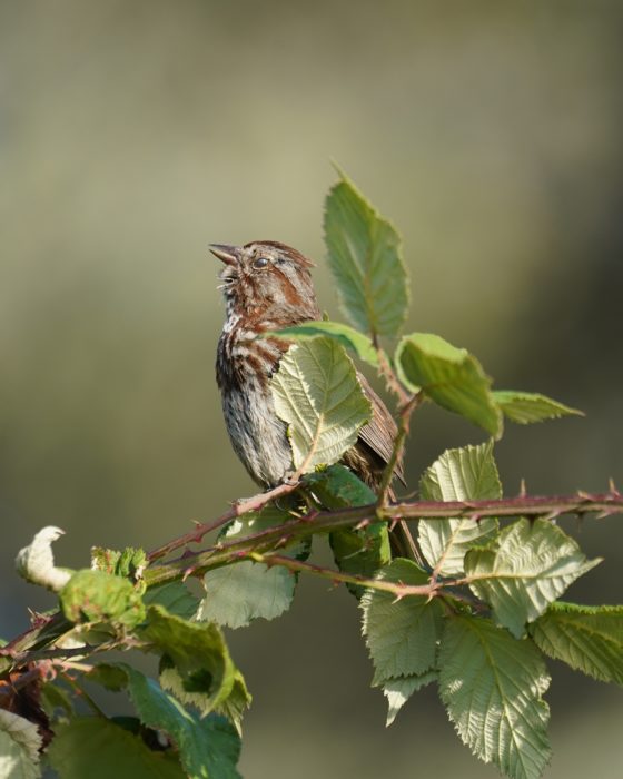 A Song Sparrow is singing, partly hidden by a couple leaves. Its translucent eyelids are closed