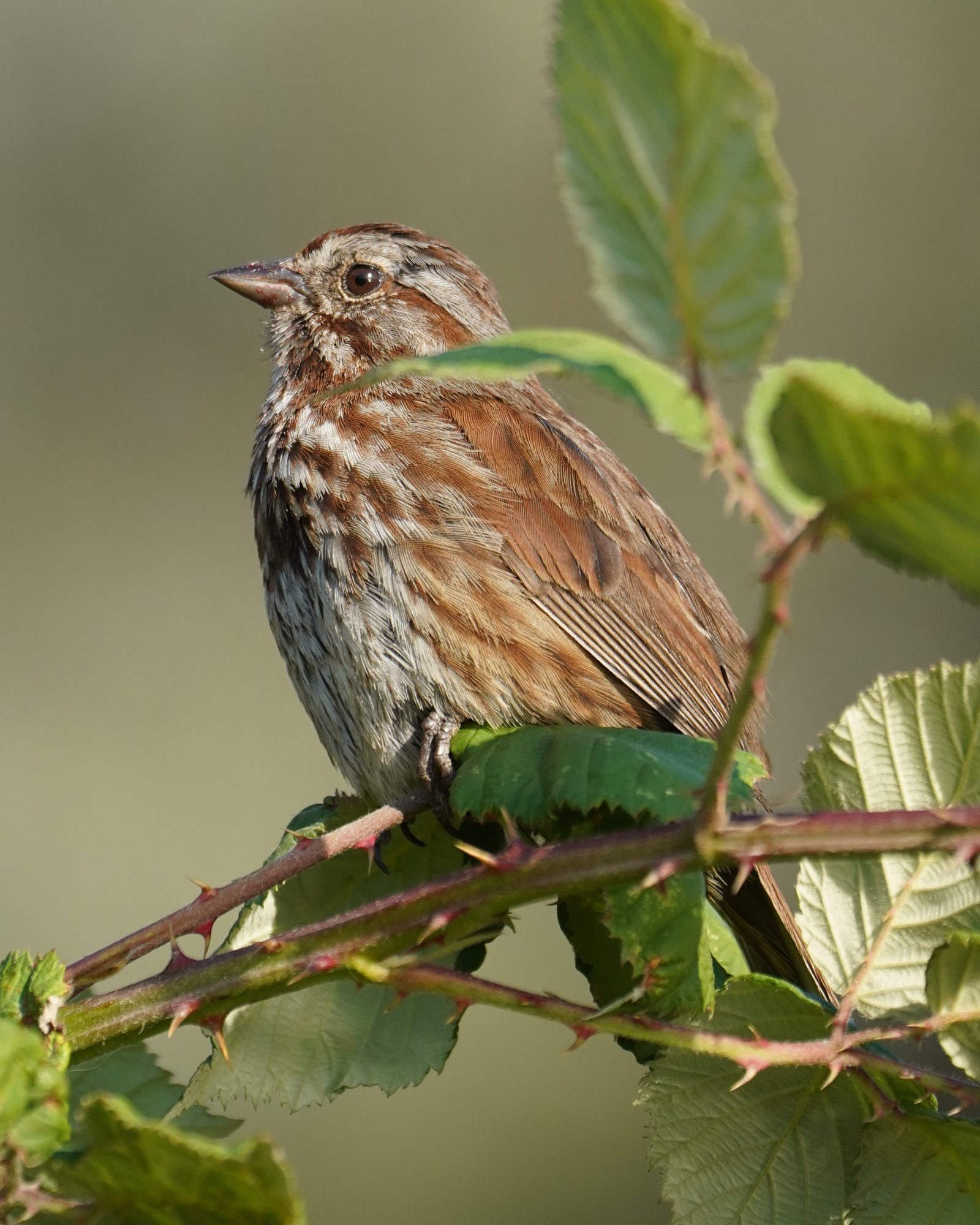 A Song Sparrow is sitting on a branch, partly hidden by a couple leaves.