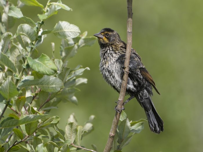 A Red-winged Blackbird with odd colours is sitting on a branch: it has yellow throat highlights and a very contrasty chest