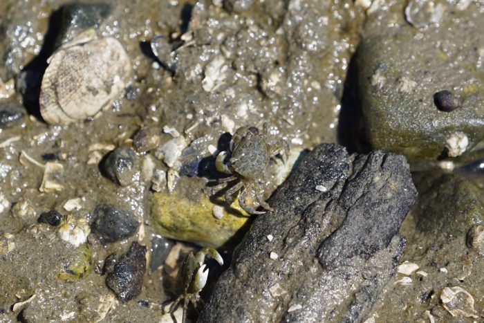 A little greenish crab in the mud