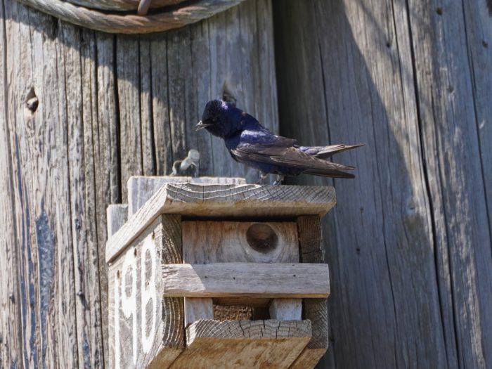 A Purple Martin male sitting on his bird box