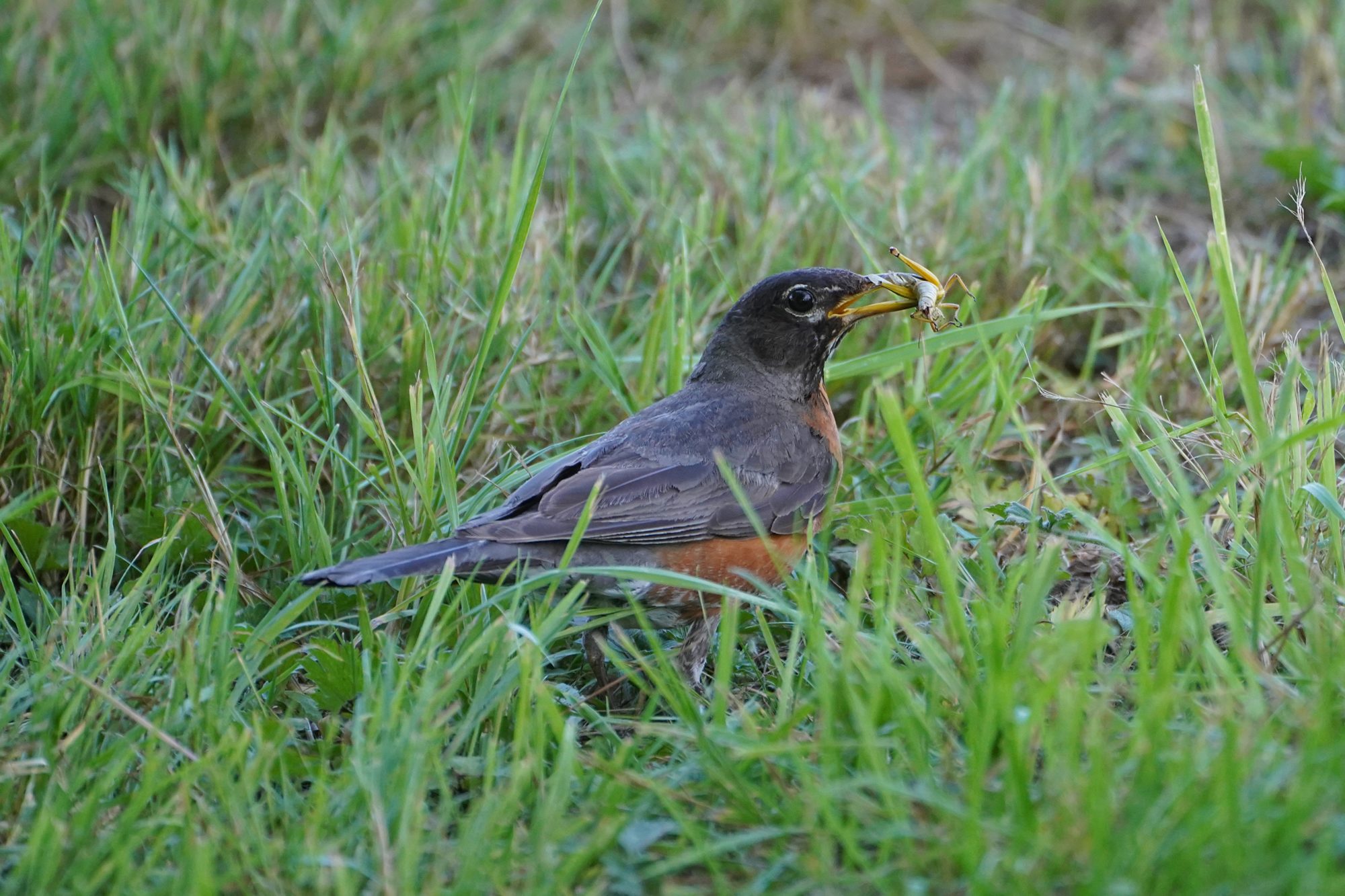A robin is standing in the grass, holding a live grasshopper in its beak