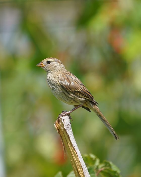 A mostly beige-brown sparrow, probably immature, with traits similar to both white-crowns and golden-crowns