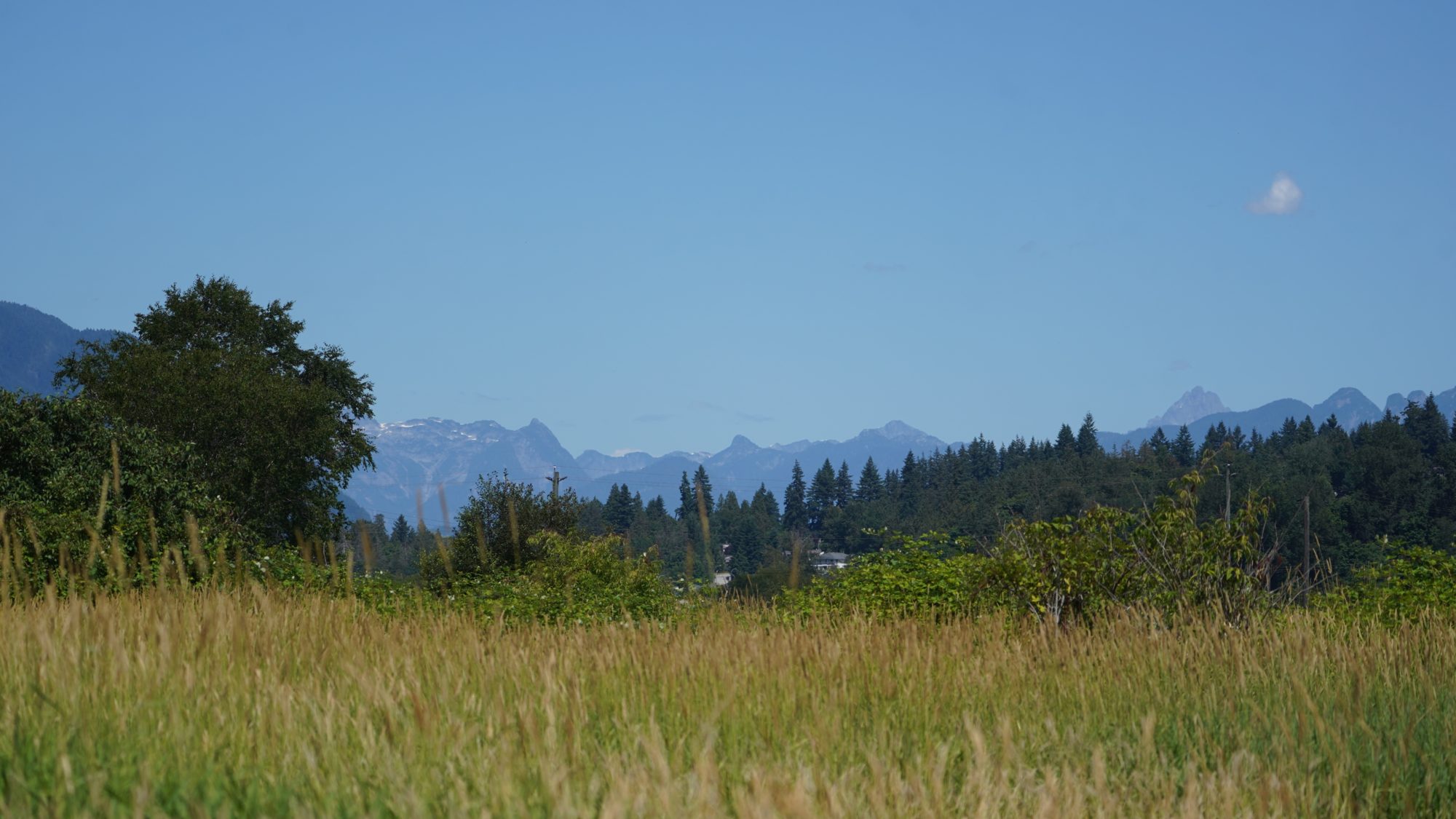 A view of ƛ̓éxətəm (Tlahutum) Regional Park, with its tall grasses, trees, and mountains in the background