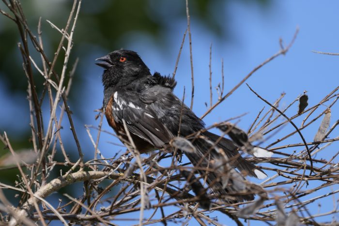 A Spotted Towhee is sitting on a branch and calling. It is very scruffy
