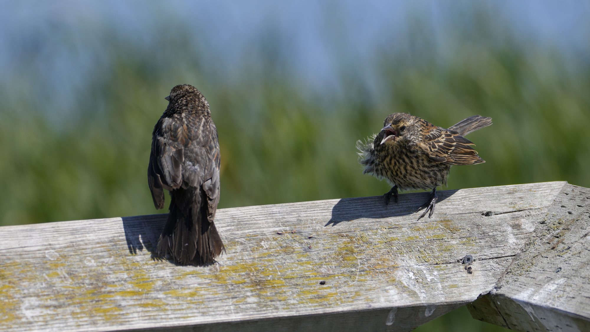 A Red-winged Blackbird mother and child are on a wooden railing. The child is screaming for her attention