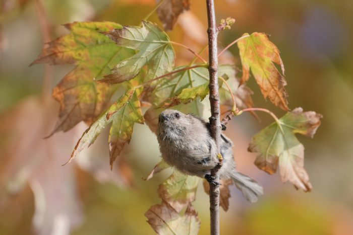 A bushtit is hanging on to a vertical branch, surrounded by green and orange foliage. It is looking in my general direction with its big dark eyes