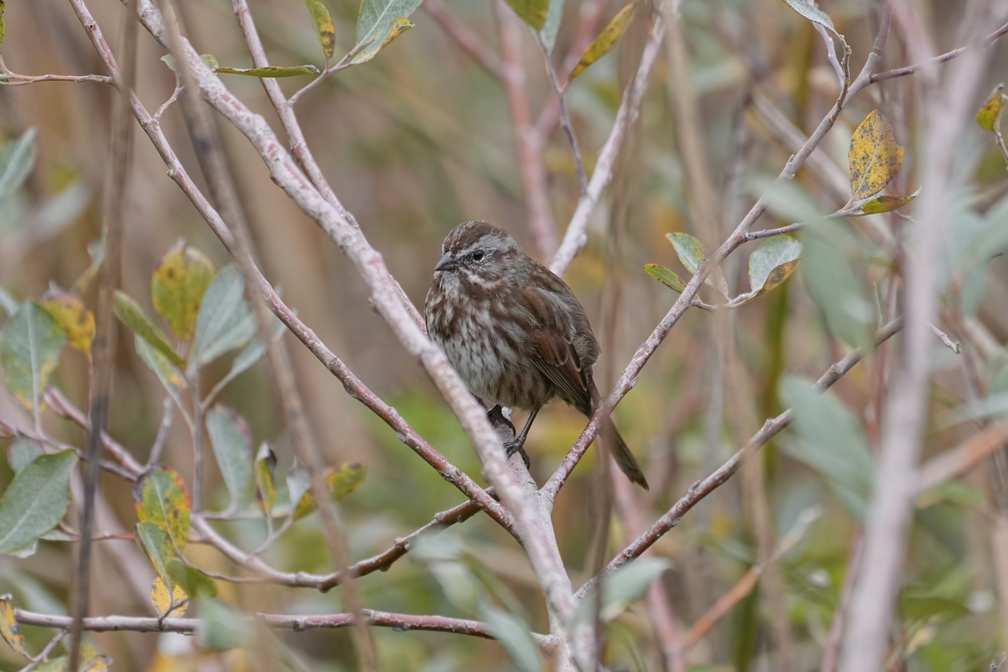 Song Sparrow sitting on a branch