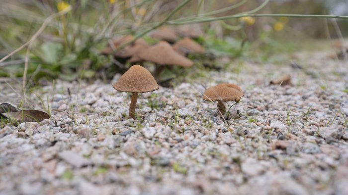 Some small plain brown mushrooms by the side of the trail