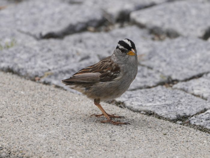 A White-crowned Sparrow is standing on the sidewalk, without a tail