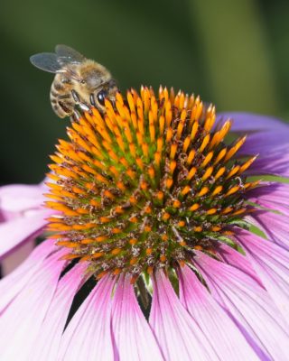 A honeybee on a pink and orange coneflower