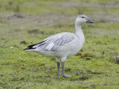 Immature Snow Goose standing on grass