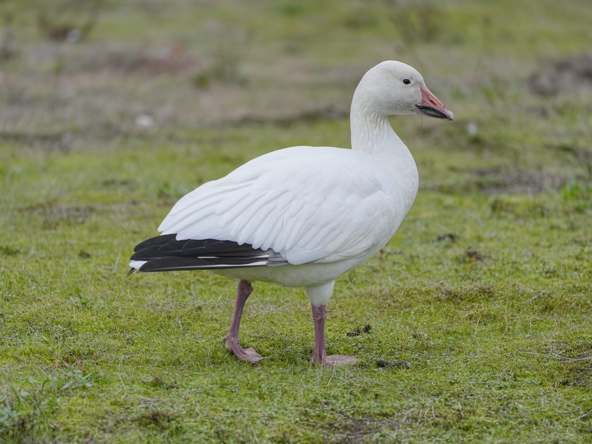 Adult Snow Goose standing on grass
