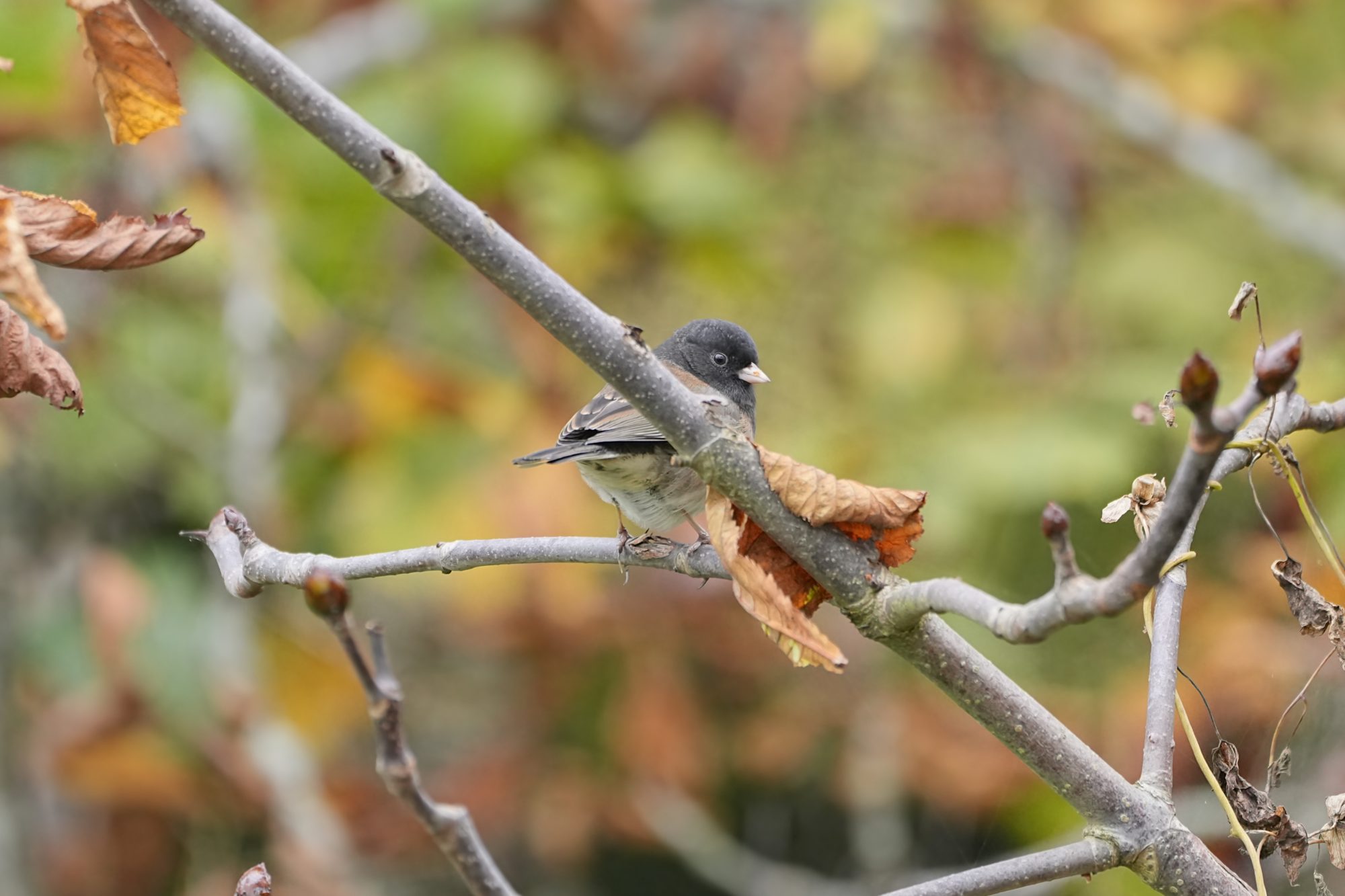 A Dark-eyed Junco standing on a branch, partly hidden by another branch