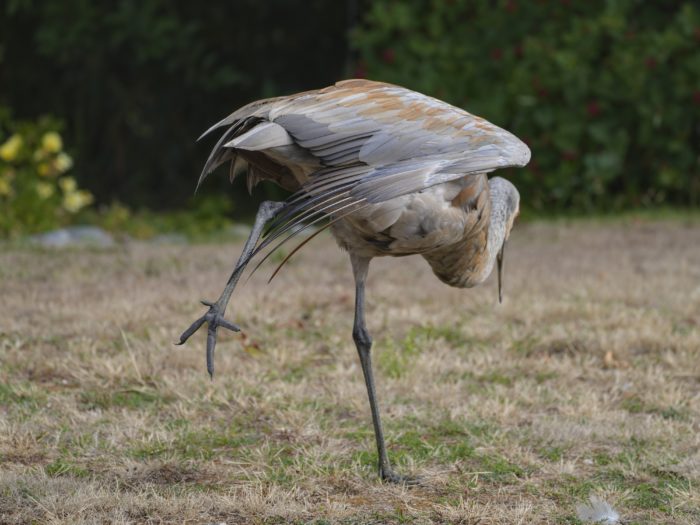 A Sandhill Crane leaning down and stretching one leg out