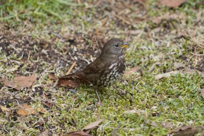 A Fox Sparrow on the ground, alert and looking around