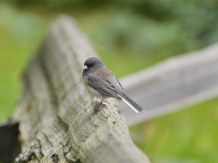 Dark-eyed Junco standing on a wooden fence