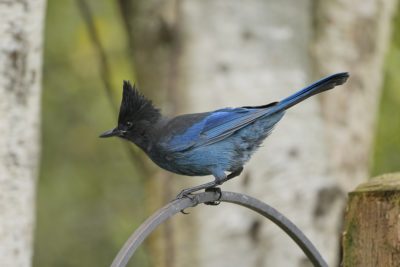 A Steller's Jay sitting on a metal support, looking away