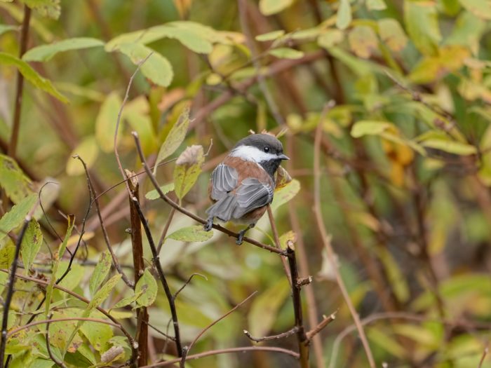 A Chestnut-backed Chickadee sitting on a small branch with its back to me