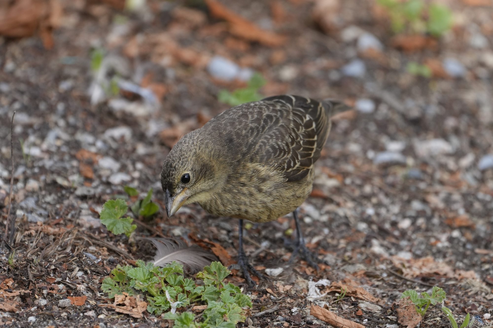 A female Brown-headed Cowbird is foraging on the ground